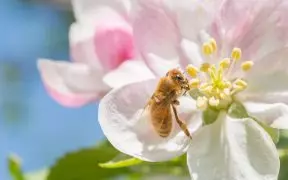 une abeille butinant une fleur