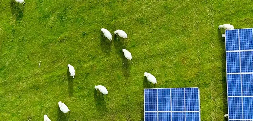 Produire de l'électricité à partir de panneaux solaires installés dans un champ ou dans une pâture, rien de plus simple à première vue… pourtant, il ne faut pas omettre la notion de primauté de l'agriculture © AdobeStock