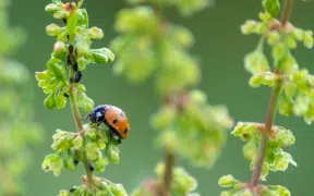 Biocontrole agriculture